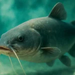Dreaming about Super Catfish