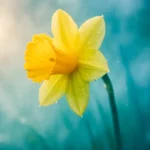 Dreaming about Daffodil