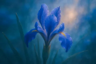 Dreaming about Iris