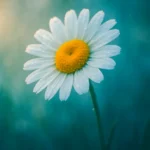Dreaming about Daisy