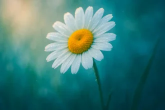 Dreaming about Daisy