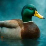 Dreaming about a mallard