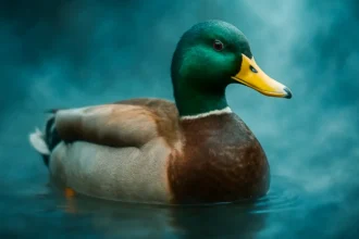 Dreaming about a mallard